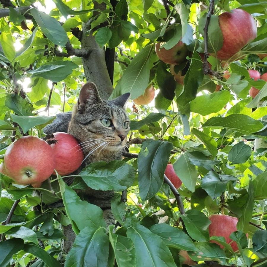 Mareinhof Vetzan-Apples,Apartment&More Silandro Kültér fotó